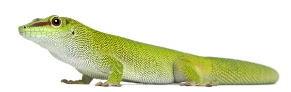 Madagaskar dzień gecko, Phelsuma madagascariensis grandis, 1 rok — Zdjęcie stockowe