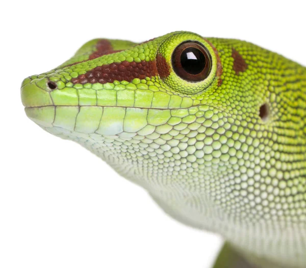 Primer plano del geco del día de Madagascar, Phelsuma madagascariensis gran — Foto de Stock