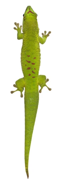 Vista de ángulo alto del gecko de Madagascar, Phelsuma madagascariens — Foto de Stock