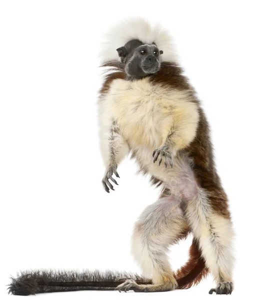 Cottontop Tamarin, Saguinus oedipus, standing in front of white — Stock Photo, Image