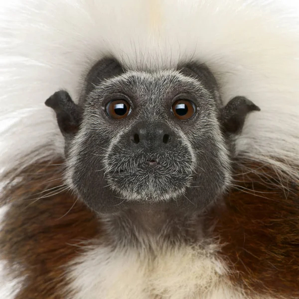 Close-up de Cottontop Tamarin, Saguinus edipus — Fotografia de Stock