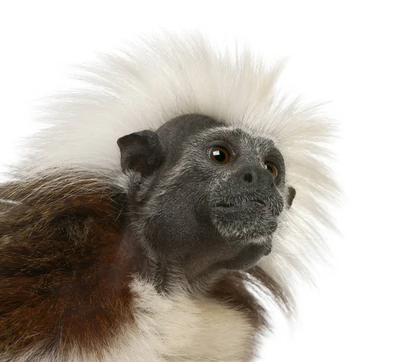 Close-up of Cottontop Tamarin, Saguinus oedipus, in front of whi — Stock Photo, Image