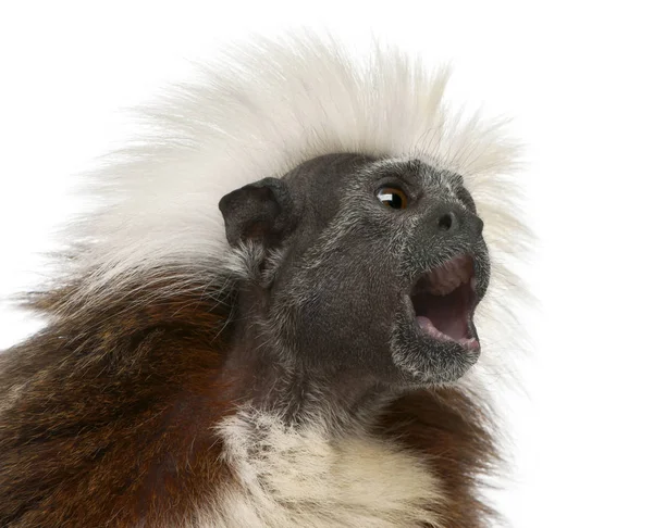 Großaufnahme von Baumwoll-Tamarin mit offenem Mund, Saguinus oedipus, — Stockfoto