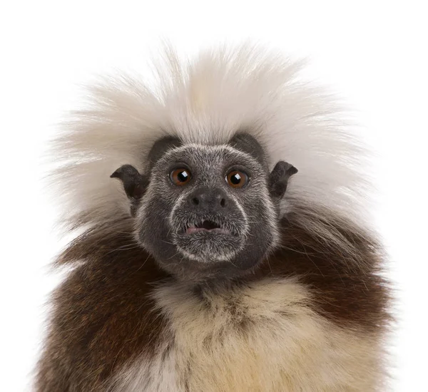 Close-up of Cottontop Tamarin, Saguinus oedipus, in front of whi — Stock Photo, Image