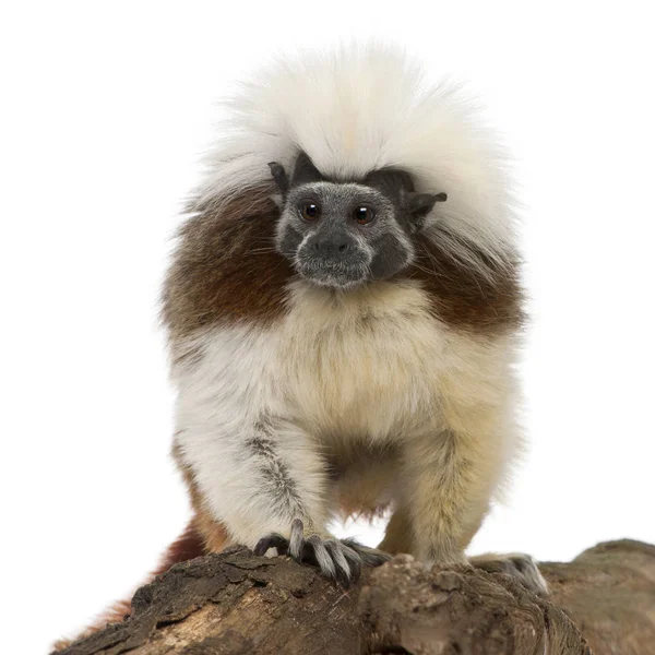Cottontop Tamarin, Saguinus oedipus, standing on log in front of — 图库照片