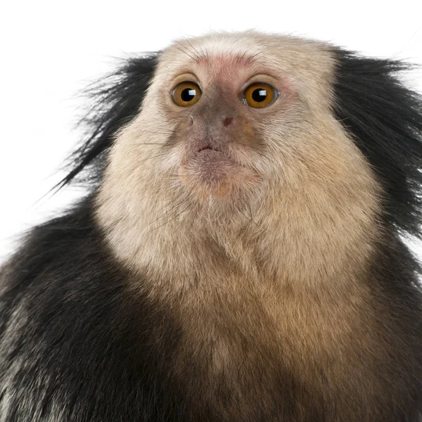 Close-up of White-headed Marmoset, Callithrix geoffroyi, in fron — Stock Photo, Image