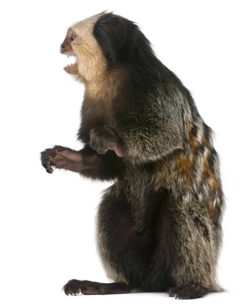 White-headed Marmoset with mouth open, Callithrix geoffroyi, sit — 图库照片