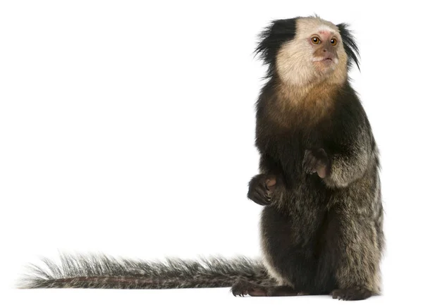 White-headed Marmoset, Callithrix geoffroyi, sitting in front of — Zdjęcie stockowe