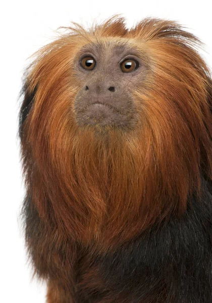 Närbild av Golden-headed Lion Tamarin, Leontopithecus chrysomel — Stockfoto