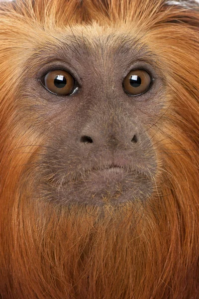 Close-up of Golden-headed Lion Tamarin, Leontopithecus chrysomel — Stock Photo, Image