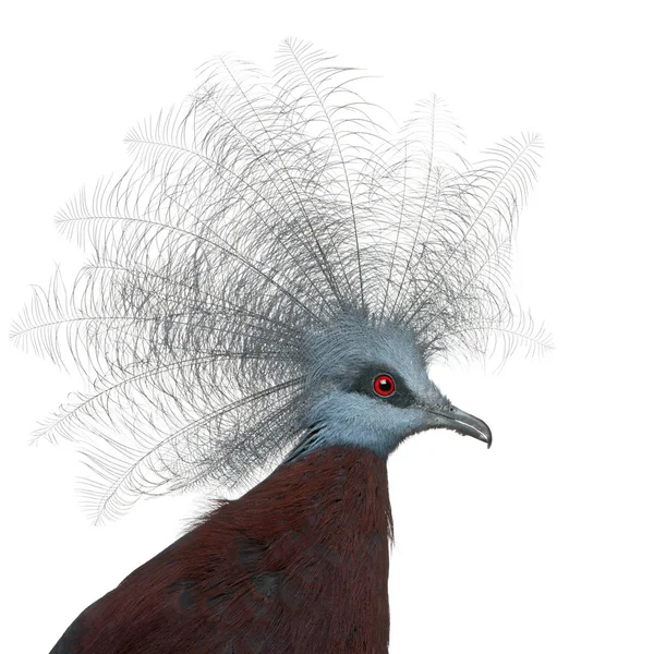 흰색 B 앞에 있는 남쪽 관머리 비둘기, 호리병 머리 황새 , B — 스톡 사진