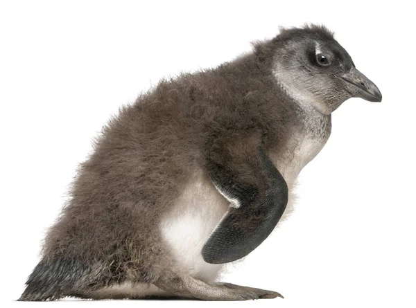 Young African Penguin, Spheniscus demersus, 2 months old, in fro — Stock Photo, Image