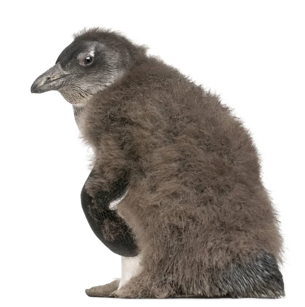Jovem Pinguim Africano, Spheniscus demersus, 2 meses, in fro — Fotografia de Stock