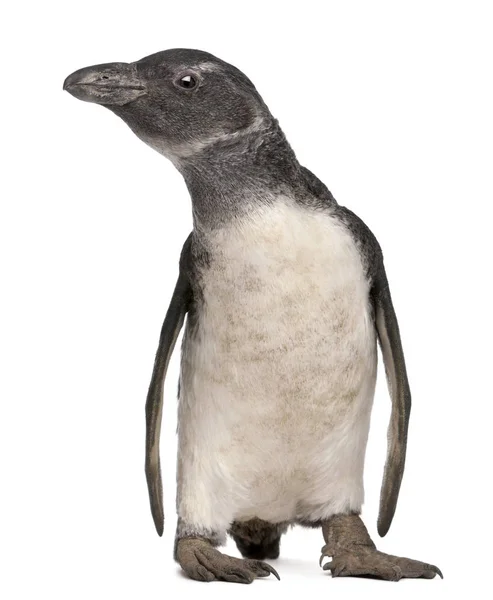 Young African Penguin, Spheniscus demersus, 3 months old, in fro — Stock Photo, Image