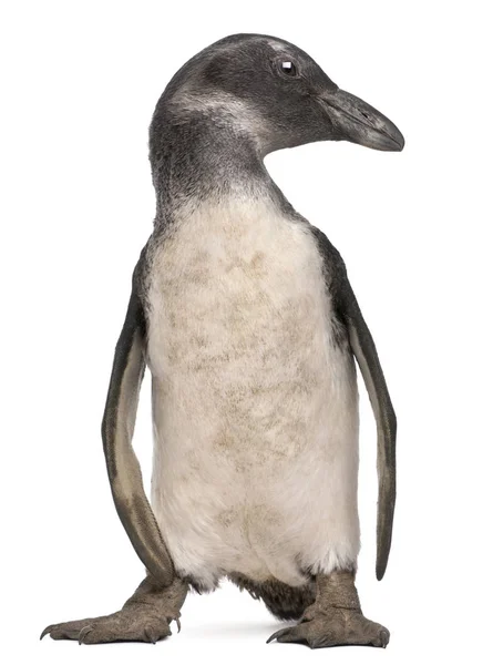 Jovem Pinguim Africano, Spheniscus demersus, 3 meses, in fro — Fotografia de Stock