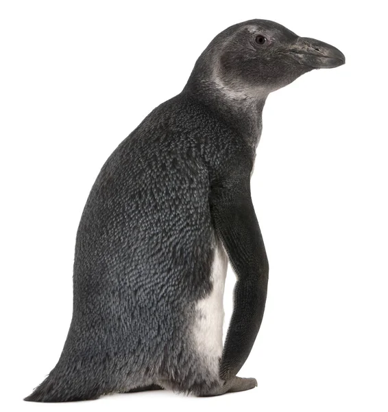 Young African Penguin, Spheniscus demersus, 3 months old, in fro — Stock Photo, Image