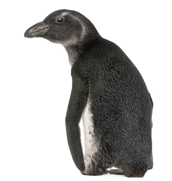 Jovem Pinguim Africano, Spheniscus demersus, 3 meses, in fro — Fotografia de Stock