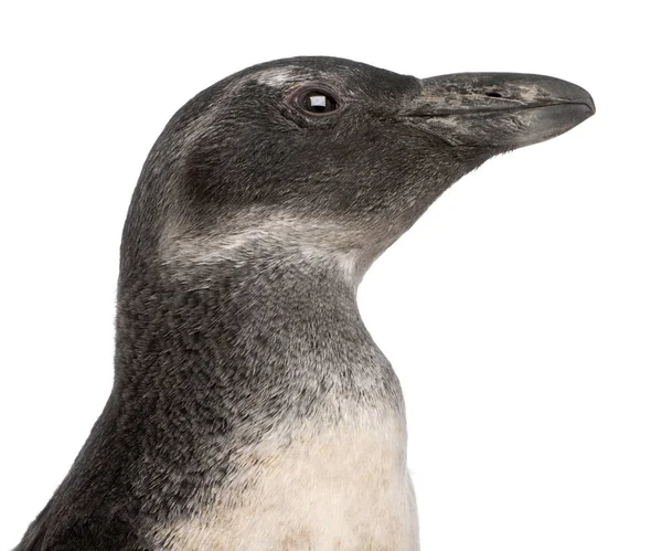 Close-up of Young African Penguin, Spheniscus demersus, 3 months — 图库照片