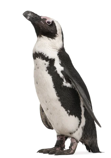 African Penguin, Spheniscus demersus, 10 years old, in front of — Stock Photo, Image