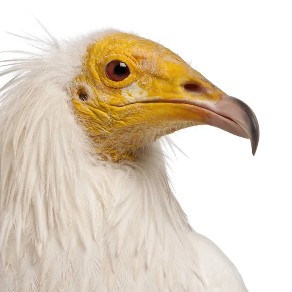 Primer plano del buitre egipcio, Neophron percnopterus, frente a — Foto de Stock