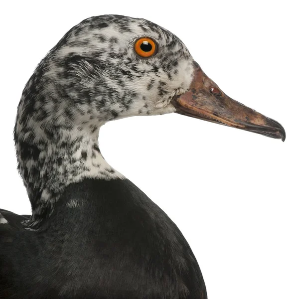 Detailní záběr White-Winged Wood Duck, Asarcornis scutulata, ve fro — Stock fotografie