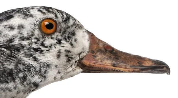 Close-up of White-winged Wood Duck, Asarcornis scutulata, in fro — Stock Photo, Image