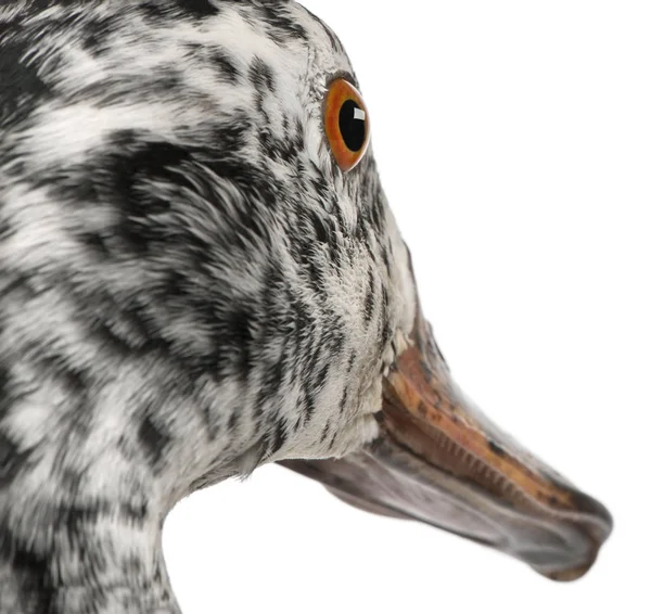 Close-up of White-winged Wood Duck, Asarcornis scutulata, in fro — Stock Photo, Image