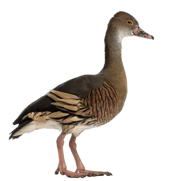 Fulvous Whistling Duck, Dendrocygna bicolor, delante de blanco b —  Fotos de Stock