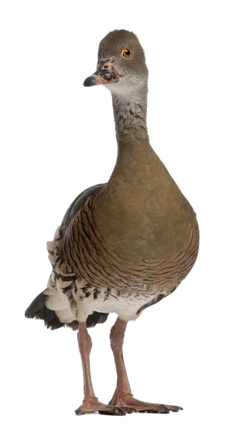 Fulvous Whistling Duck, Dendrocygna bicolor, vor weißem b — Stockfoto