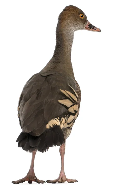 Fulvous Whistling Duck, Dendrocygna iki renkli, beyaz b 'nin önünde. — Stok fotoğraf