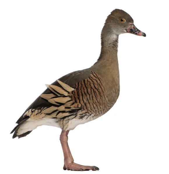 Fulvous Whistling Duck, Dendrocygna bicolor, in front of white b — Stock Photo, Image