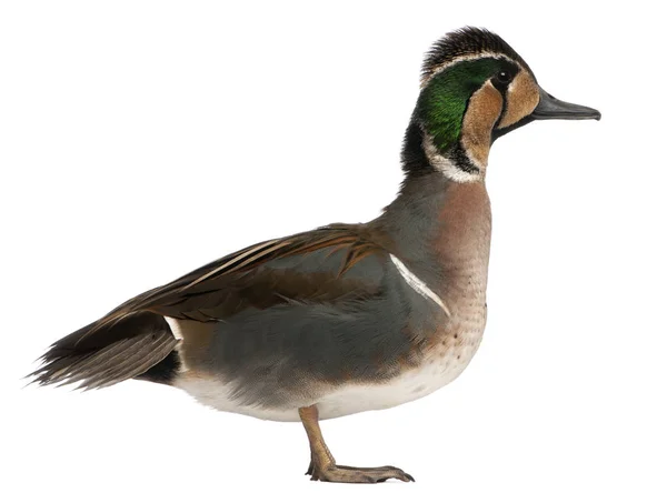 Baikal Teal Duck, Anas formosa, framför vit bakgrund — Stockfoto