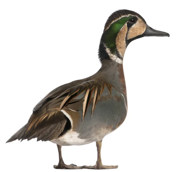 Baikal Teal pato, Anas formosa, em frente ao fundo branco — Fotografia de Stock