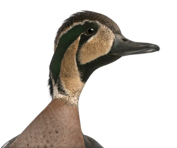 Baykal Teal duck, Anas formosa, beyaz arkaplan önünde — Stok fotoğraf