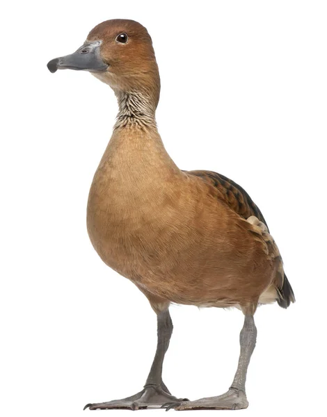 Fulvous Whistling Duck, Dendrocygna bicolor, 5 years old, standi — Stock Photo, Image