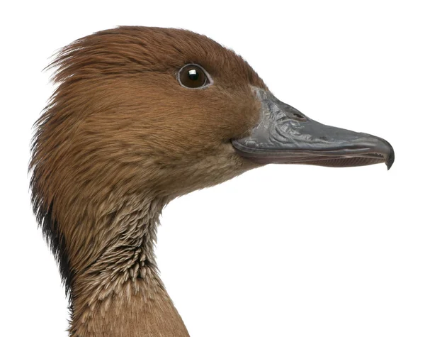 Detailní záběr Fulvous Whistling Duck, Dendrocygna bikolor, 5 let — Stock fotografie