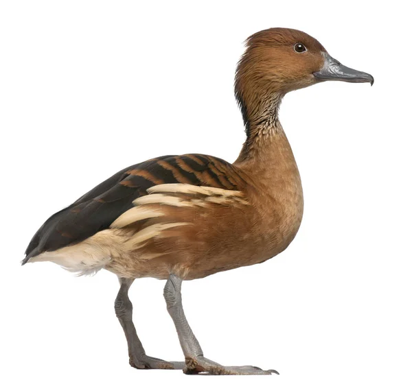 Fulvous Whistling Duck, Dendrocygna bicolor, 5 Jahre alt, Standi — Stockfoto