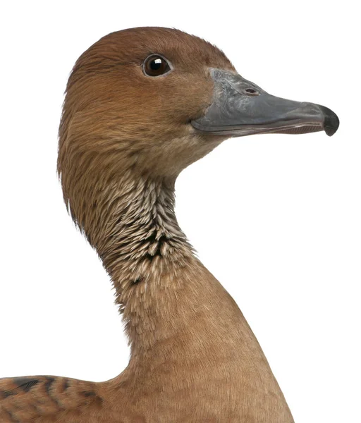 Fulvous Whistling Duck, Dendrocygna bicolor közelkép, 5 év — Stock Fotó