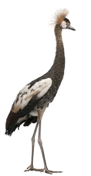 Fekete korona Crane, Balearica pavonina pavonina, 6 hónapos, — Stock Fotó