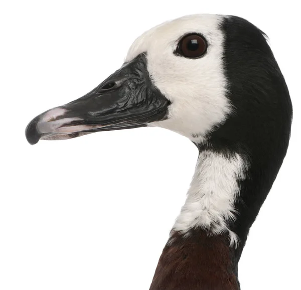 Close-up of White-faced Whistling Duck, Dendrocygna viduata, in — Stock Photo, Image