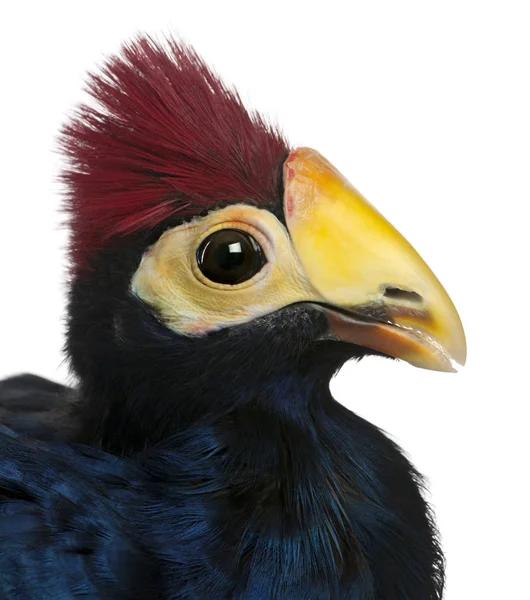 Close-up de Violet Turaco, Musophaga violacea, na frente de branco — Fotografia de Stock