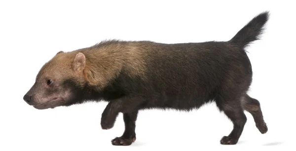 Bush Dog, Speothos venaticus, Beyaz Backgrou 'nun önünde yürüyor. — Stok fotoğraf