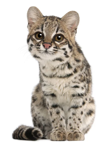 Oncilla, Leopardus tigrinus, 1 year old, in front of white backg — Stock Photo, Image