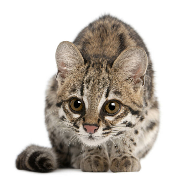 Oncilla, Leopardus tigrinus, 1 year old, in front of white backg