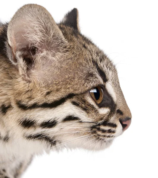 Close-up of Oncilla, Leopardus tigrinus, 1 year old, in front of — Stock Photo, Image