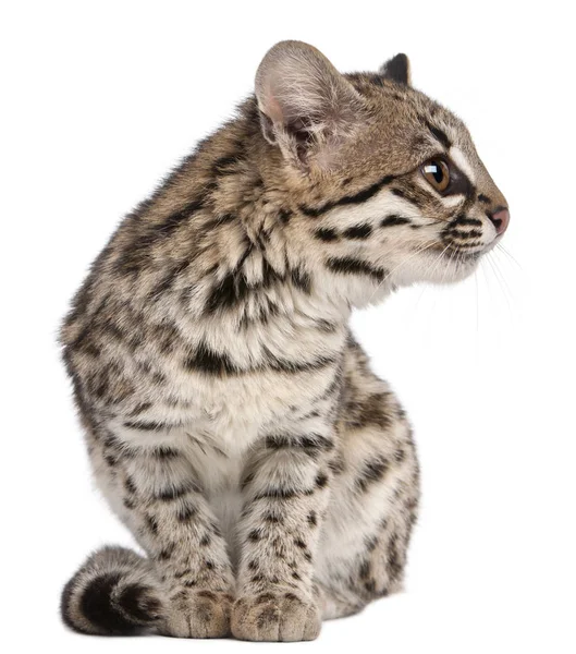 Oncilla, Leopardus tigrinus, 1 ano, na frente do backg branco — Fotografia de Stock