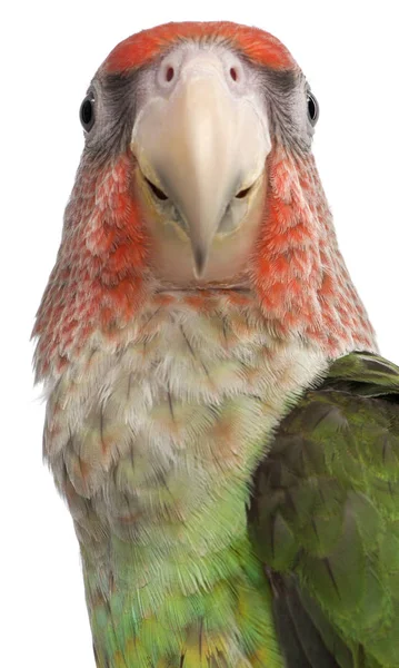 Close-up of Cape Parrot, Poicephalus robustus, 8 months old, in — Stock Photo, Image