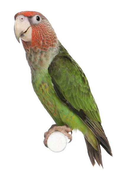 Cape Parrot, Poicephalus robustus, 8 months old, perched on pole — Stock Photo, Image