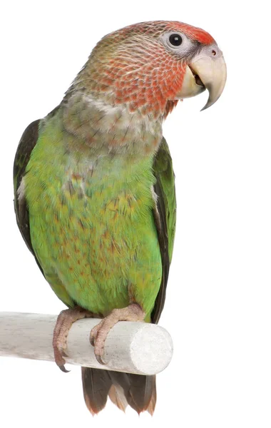 Cape Parrot, Poicephalus robustus, 8 meses de edad, encaramado en el poste —  Fotos de Stock