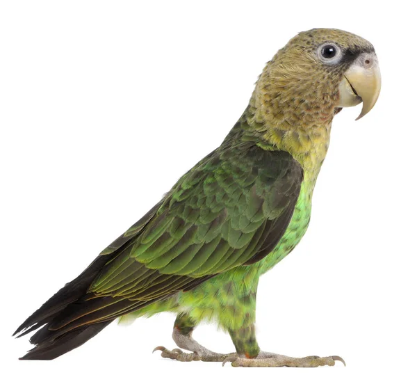 Cape Parrot, Poicephalus robustus, 1 year old, in front of white — Stock Photo, Image